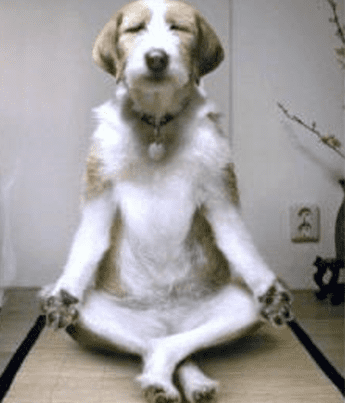 A dog sitting in the middle of a yoga pose.